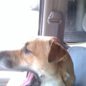 Yay going for a ride