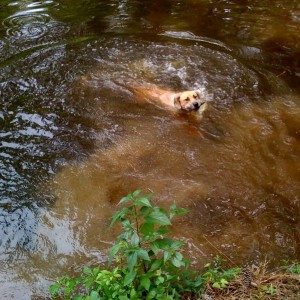 Happy dog