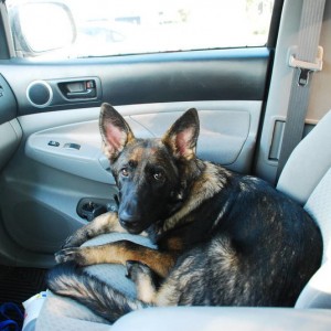 Trusty navigator