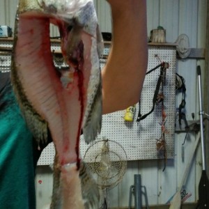 @wildcam47 makin a thumbnail for my fillet yo fish video. Ill prolly have the video out tomorrow