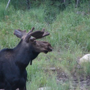 Poppa_Moose