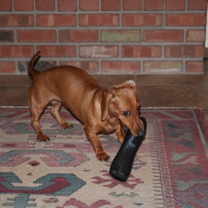 Ferocious