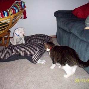 Picture_185