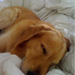 My dog