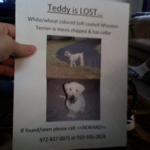 Teddy