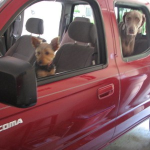 dogs love the taco!
