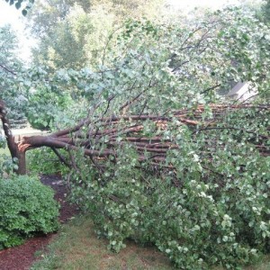 Tree down 7.27.09