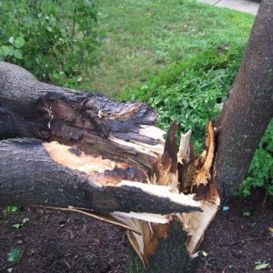 Tree down 7.27.09