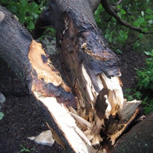 Tree down 7.27.09