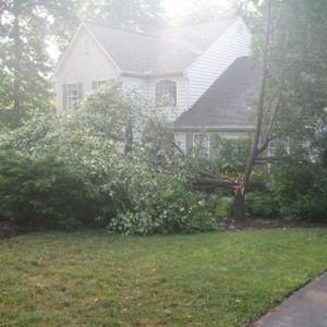 Tree down 7.27.09