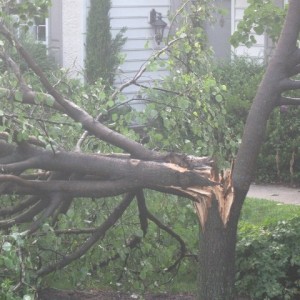 Tree down 7.27.09