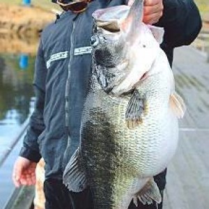 World record Bass (disqualified)