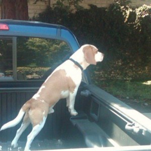 my beagle Lucky