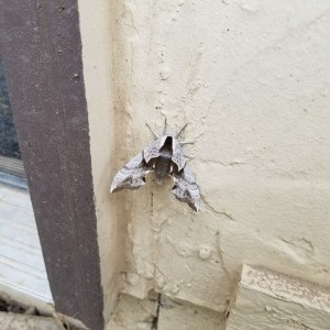 Sphinx moth. Pretty badass