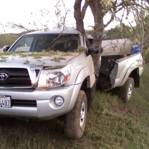 taco_tree21
