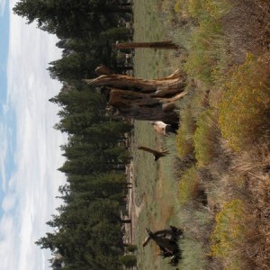 Big bear 2009