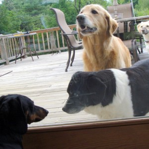 Simon and his friends
