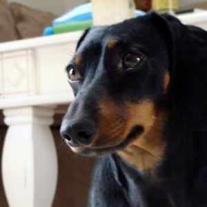 Serious Simon