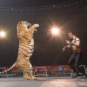 Daniel-Raffo-Tigers-at-Ringling-Bros-Circus