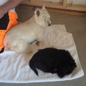 12 Yo Westie & 3 Mo Scottie