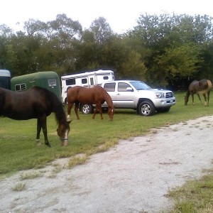 Horses, Truck, Trailer