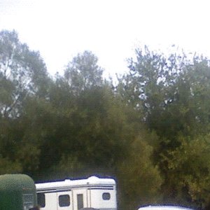 Horses, Truck, Trailer