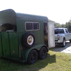 Horses, Truck, Trailer