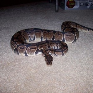 My Pet