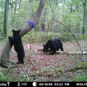 Bear !