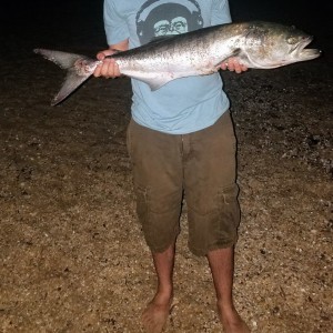 Bluefish