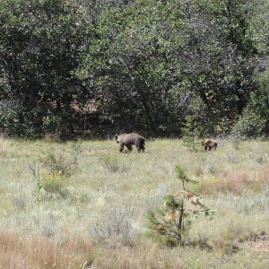 NM black Bear in Valle vidal