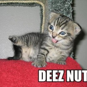 deez nuts