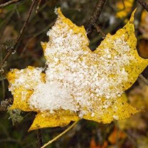 Snow Leaf