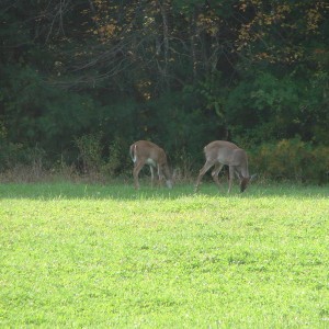 fall_09_003