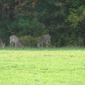 fall_09_004