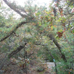 fall_09_008