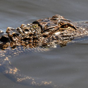 Alligator