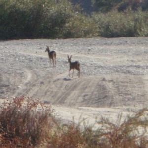 Azusa 10-10-09