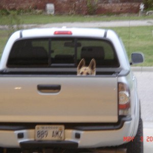 My German Shepard wants to go for a ride