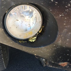 Fog light was hungry