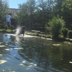 Just a moose splashing about in a pond