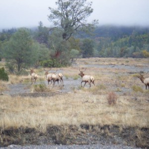 Elk Mtn Run