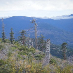 Elk Mtn Run