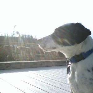 Jr.