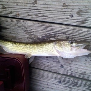 pike