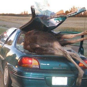 moose2