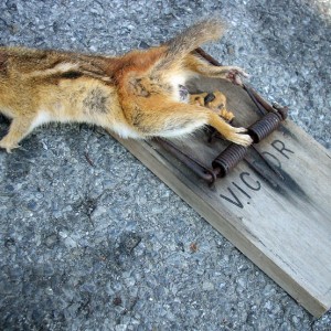 Pet Chipmunk