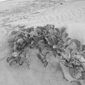 DSC_9766xbwre