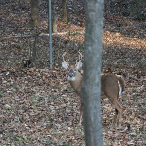 Front yard buck