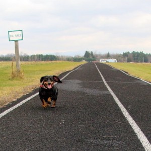 1/4 mile trials